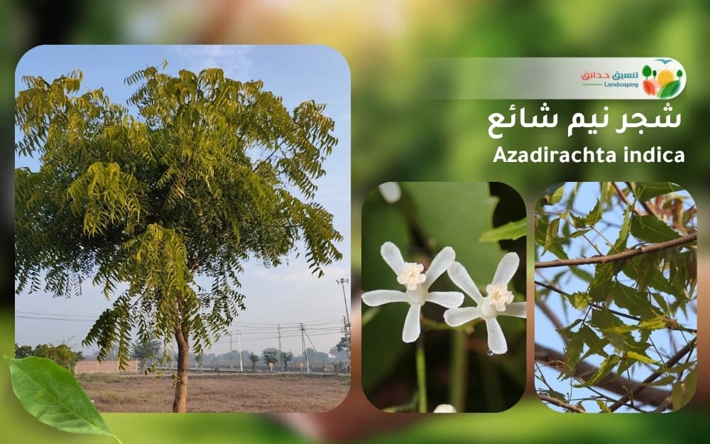 شجر نيم شائع 1