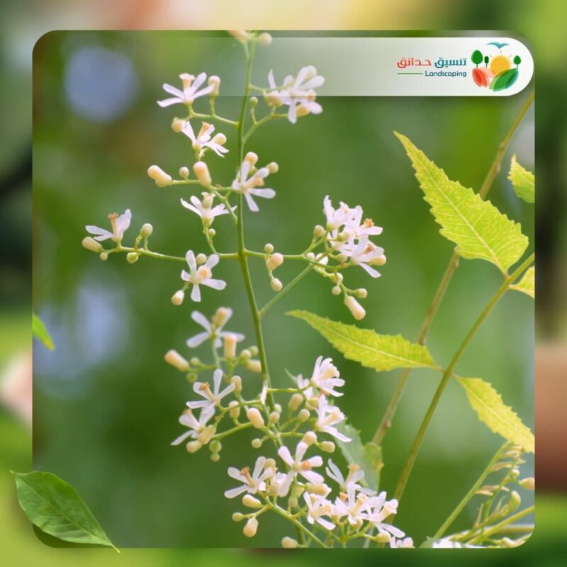 شجر نيم شائع 2