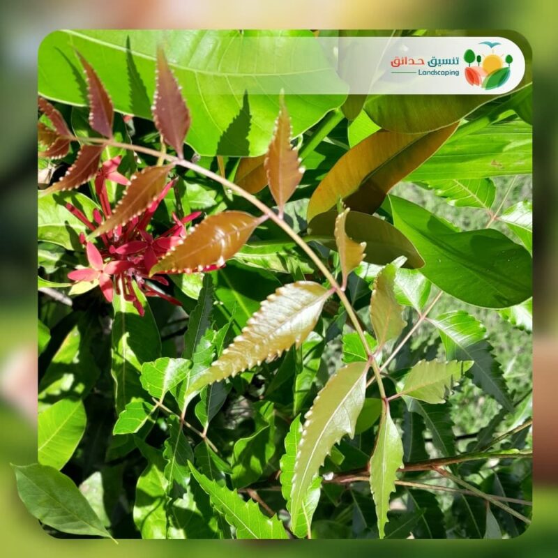 شجر نيم شائع 3