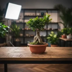بونساي ميكروكاربا 25 | تنسيق حدائق