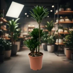دراسينا كومباكتا 3 سيقان - مركن 24 سم | تنسيق حدائق