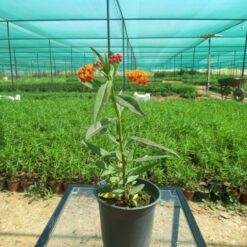 تفلة تركي مركن - 15 سم - صورة 4 | شتلات خارجية للحديقة