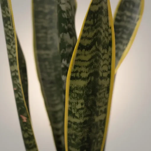 صبار أغاف التاج (Agave) في اصيص فخاري - صورة 3 | نباتات خارجية للحديقة