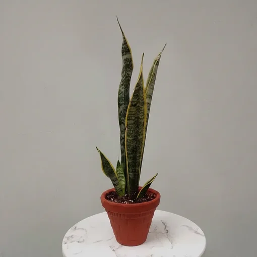 صبار أغاف التاج (Agave) في اصيص فخاري - صورة 4 | نباتات خارجية للحديقة