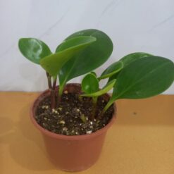 ببروميا - مركن 12 سم | نباتات داخلية للمنزل