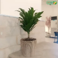 نبتة دراسينا كومباكتا في مركن سيرميك بني | تنسيق حدائق